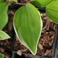 Polygonatum fulcatum 'Variegatum'